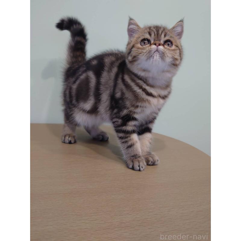 販売中の岡山県のエキゾチックショートヘア-130288の8枚目