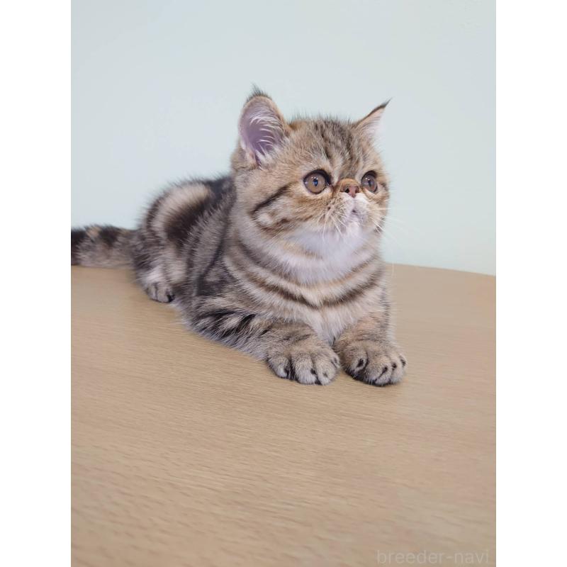 販売中の岡山県のエキゾチックショートヘア-130288の6枚目