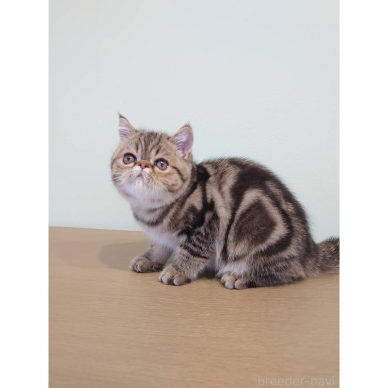 販売中の岡山県のエキゾチックショートヘア-130288の3枚目