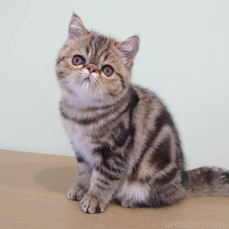 販売中の岡山県のエキゾチックショートヘア-130288