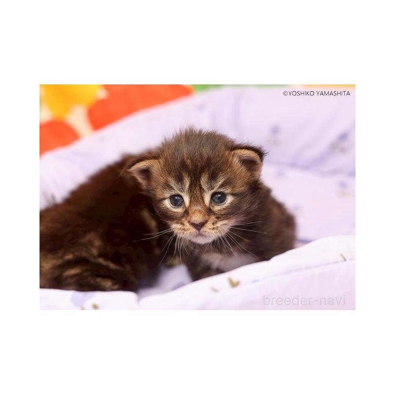 販売中の千葉県のメインクーン-132692の5枚目