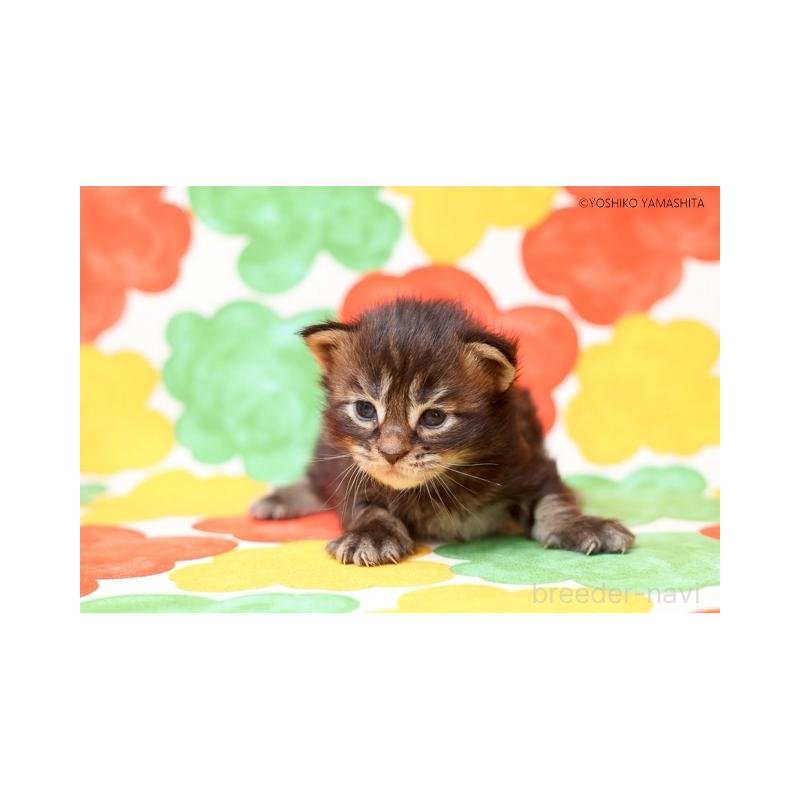 販売中の千葉県のメインクーン-132692の4枚目