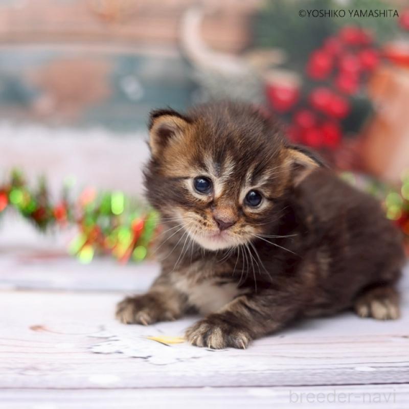 販売中の千葉県のメインクーン-132692