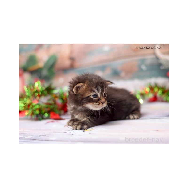 販売中の千葉県のメインクーン-132692の3枚目