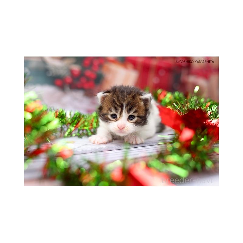 販売中の千葉県のメインクーン-132693の5枚目