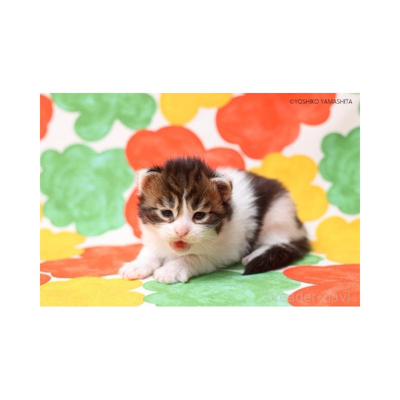 販売中の千葉県のメインクーン-132693の4枚目