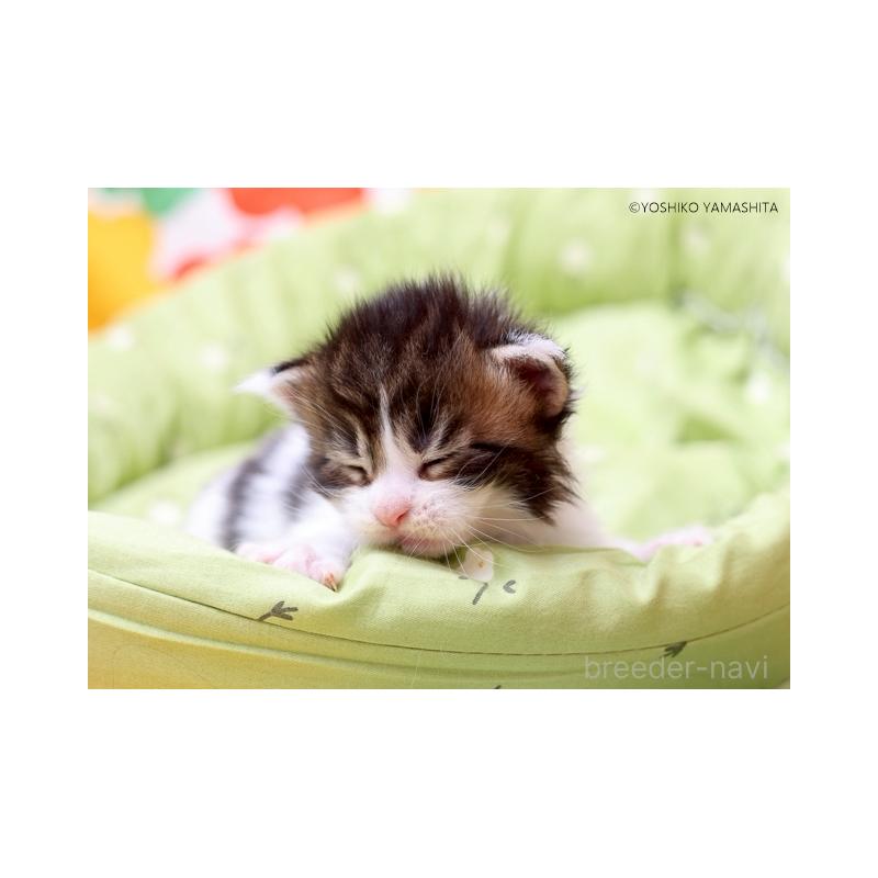 販売中の千葉県のメインクーン-132693の3枚目