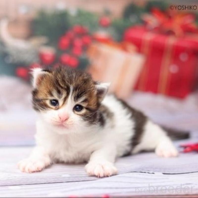 販売中の千葉県のメインクーン-132693