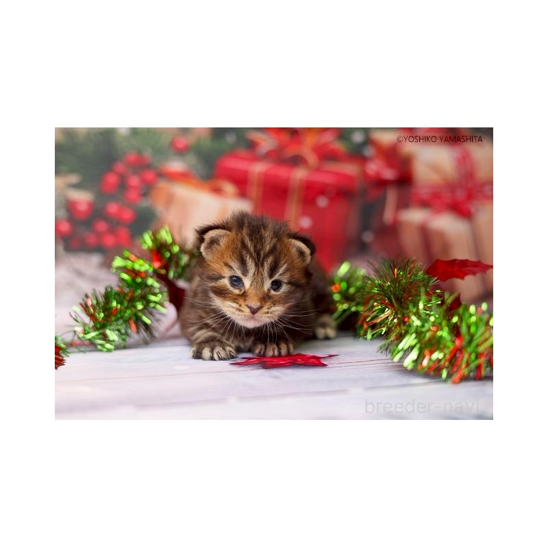 販売中の千葉県のメインクーン-132694の5枚目