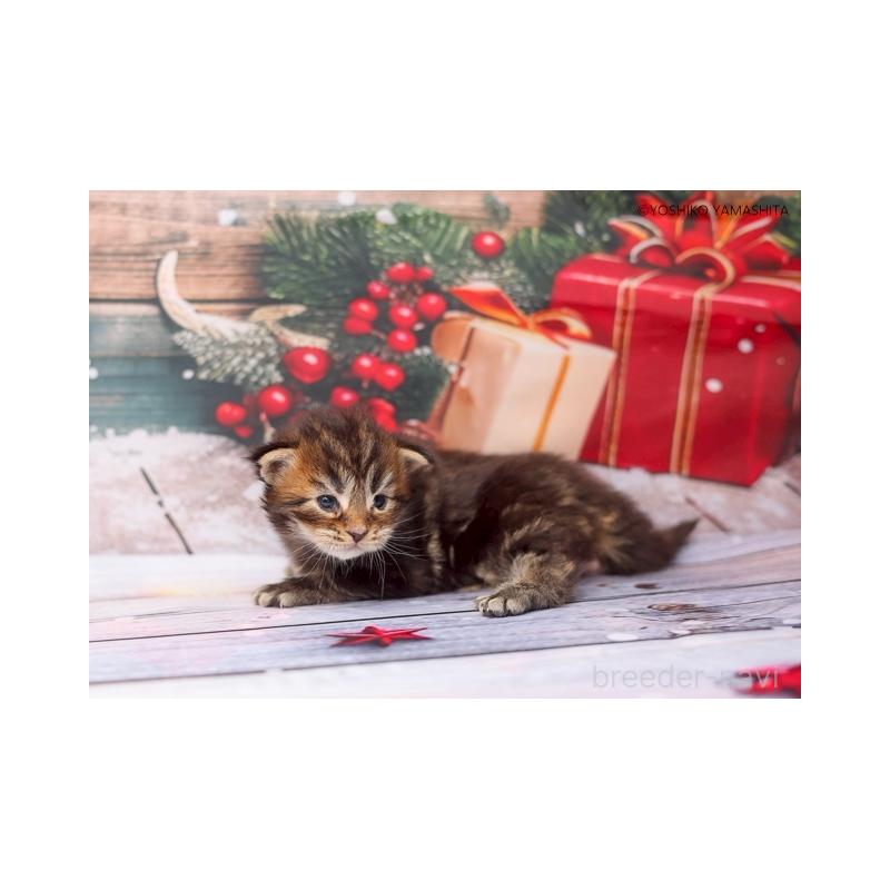 販売中の千葉県のメインクーン-132694の3枚目