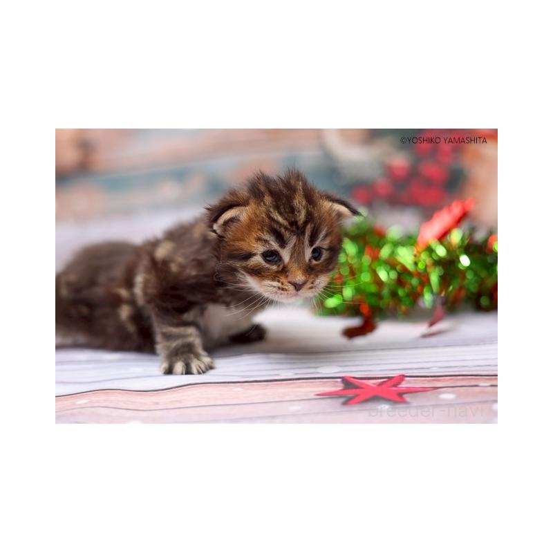 販売中の千葉県のメインクーン-132694の4枚目