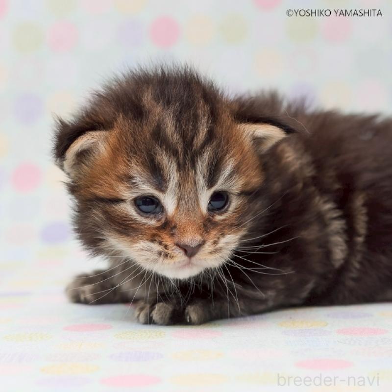 販売中の千葉県のメインクーン-132694