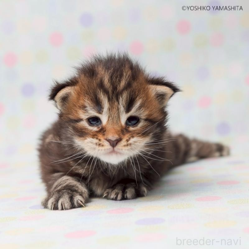 販売中の千葉県のメインクーン-132694の2枚目