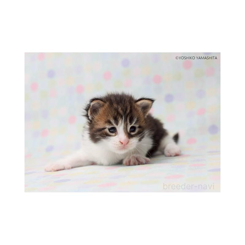 販売中の千葉県のメインクーン-132695の5枚目