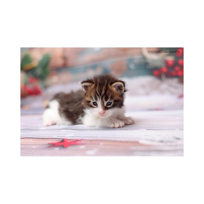 販売中の千葉県のメインクーン-132695の4枚目