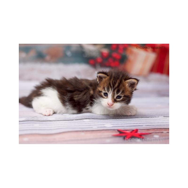 販売中の千葉県のメインクーン-132695の3枚目