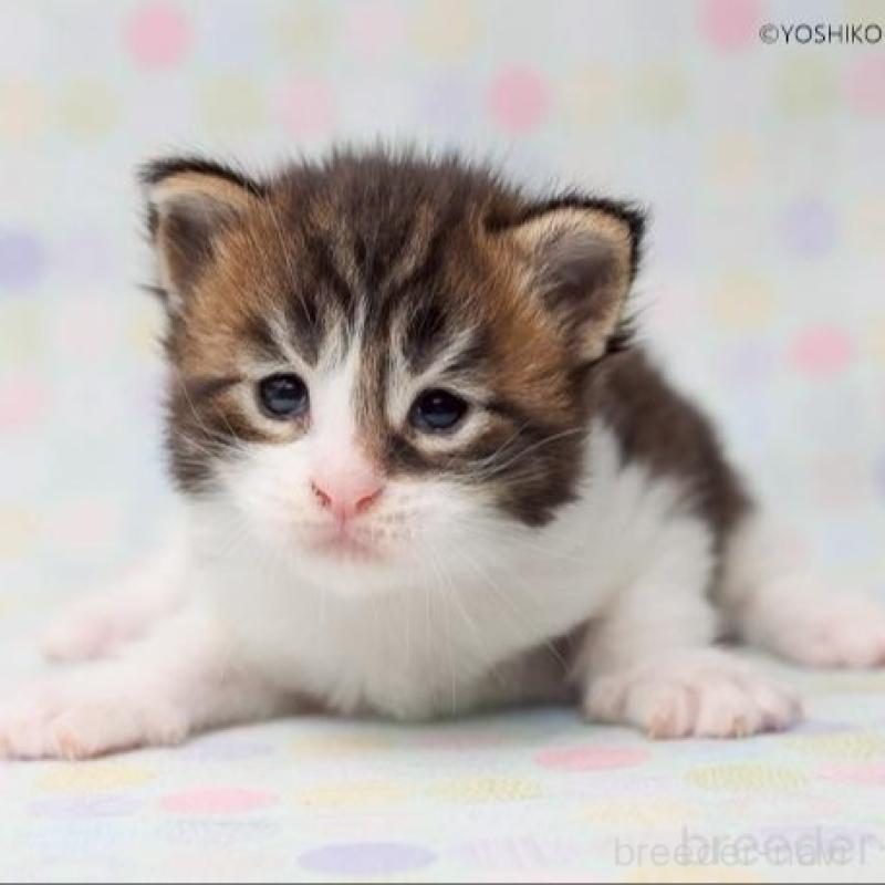 販売中の千葉県のメインクーン-132695の1枚目