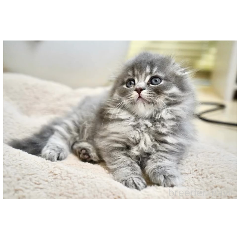 販売中の岐阜県のスコティッシュフォールド(折れ耳)-132696の3枚目