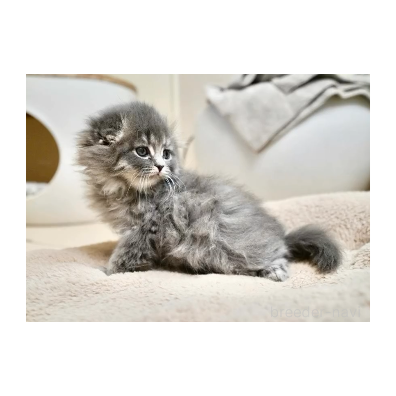 販売中の岐阜県のスコティッシュフォールド(折れ耳)-132696の2枚目