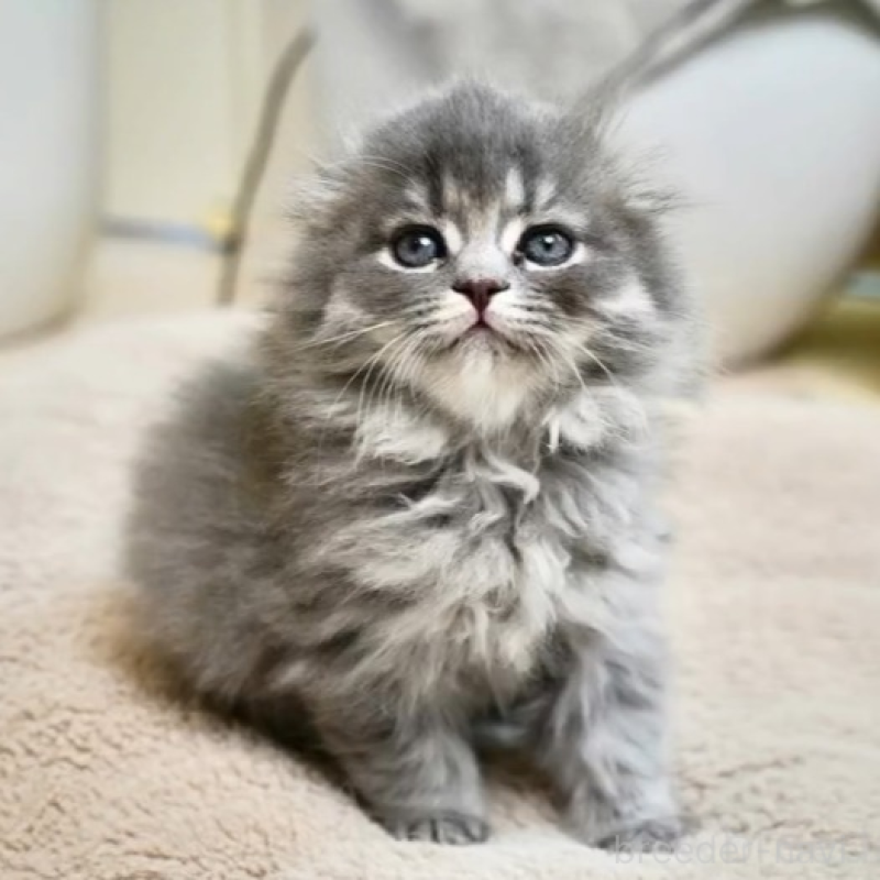 販売中の岐阜県のスコティッシュフォールド(折れ耳)-132696の1枚目