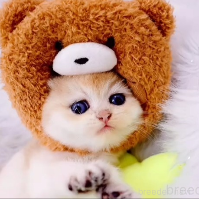 販売中の岐阜県のブリティッシュショートヘア-132697の2枚目