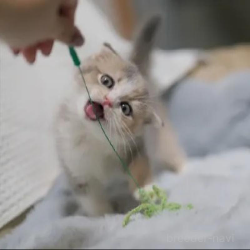 販売中の東京都のスコティッシュフォールド(折れ耳)-132698