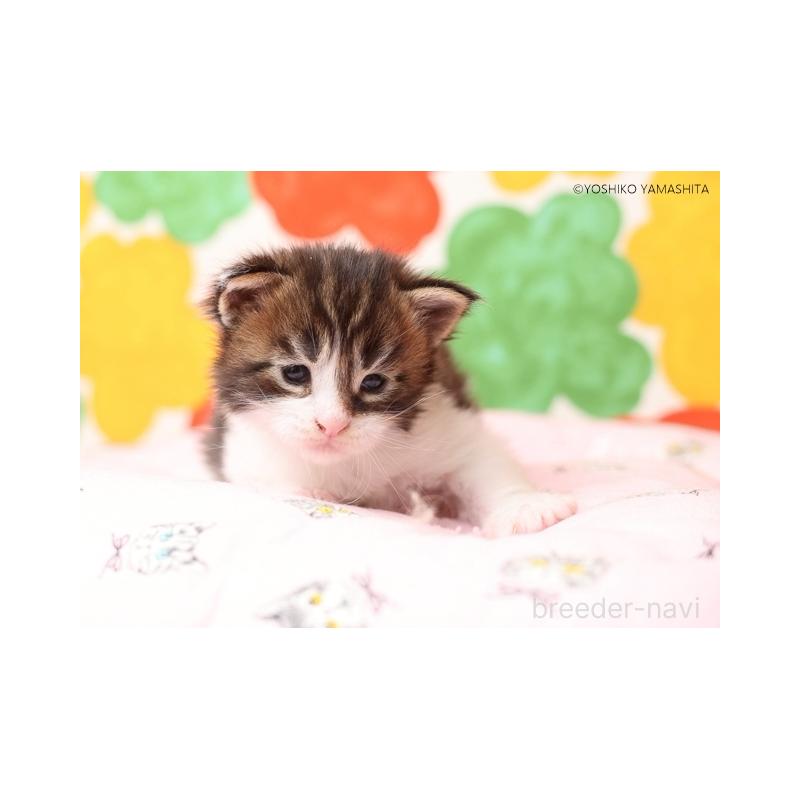 販売中の千葉県のメインクーン-132695の2枚目