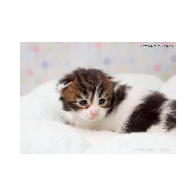 販売中の千葉県のメインクーン-132693の2枚目