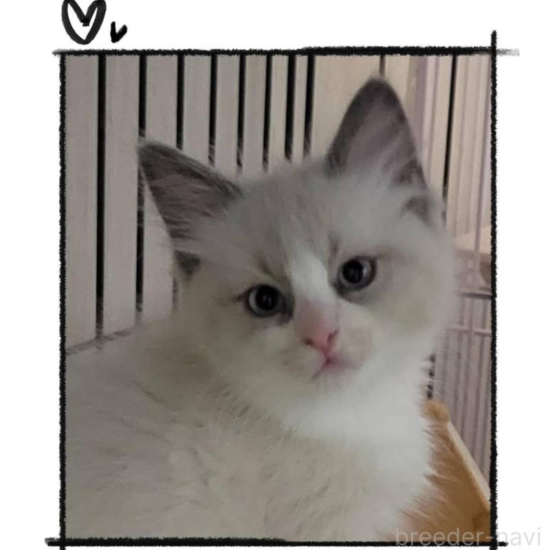 販売中の栃木県のラグドール-130447