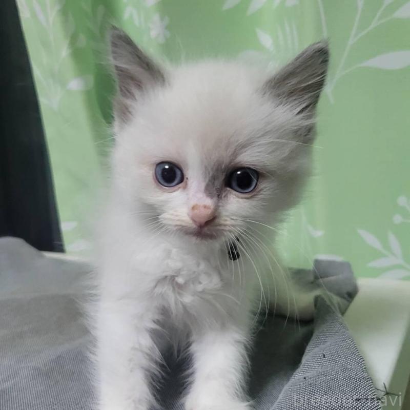 販売中の栃木県のラグドール-132699の1枚目