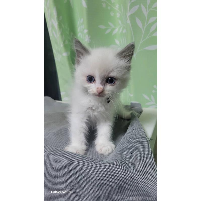 販売中の栃木県のラグドール-132699の2枚目