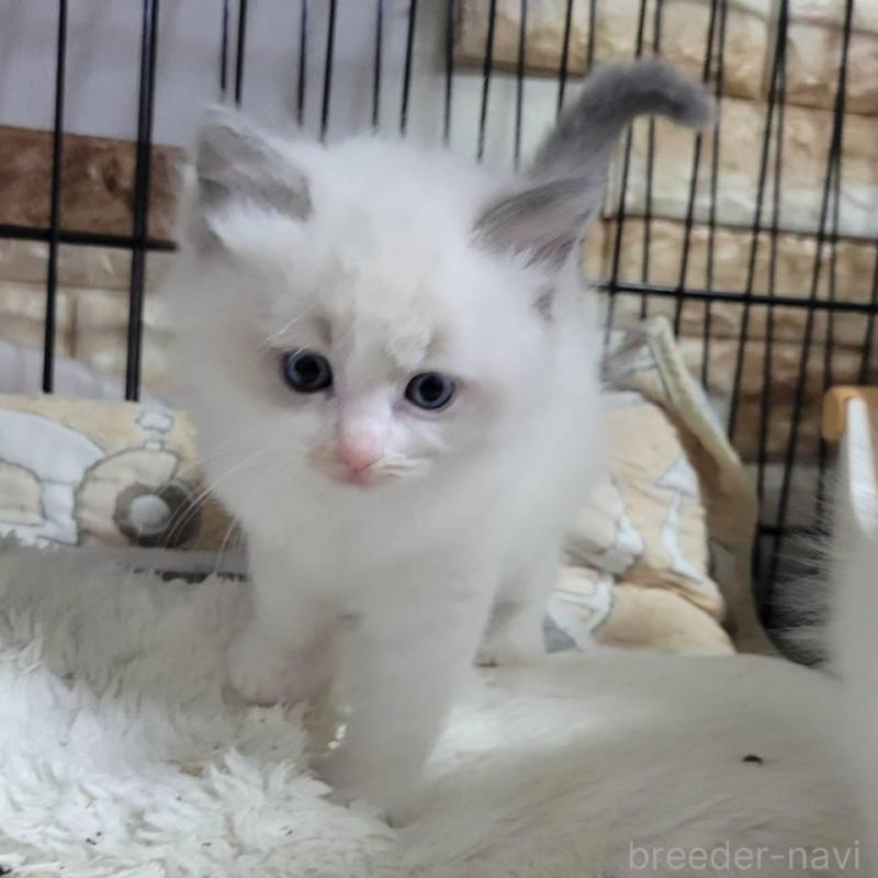 販売中の栃木県のラグドール-132700