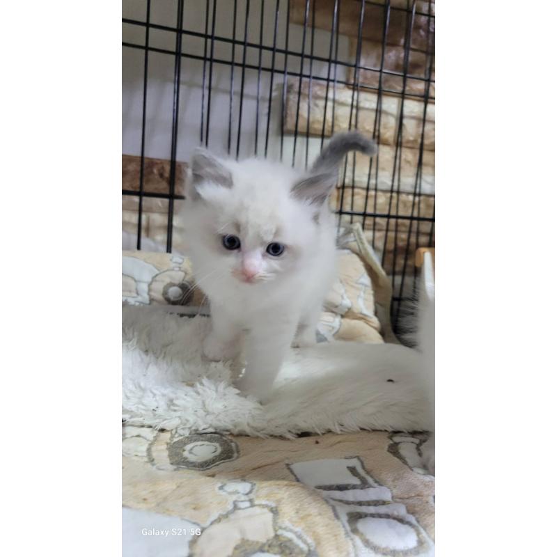 販売中の栃木県のラグドール-132700の2枚目