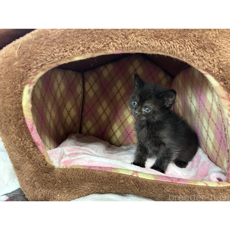 販売中の兵庫県のミックス-132701の2枚目