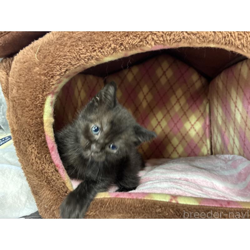 販売中の兵庫県のミックス-132701の1枚目