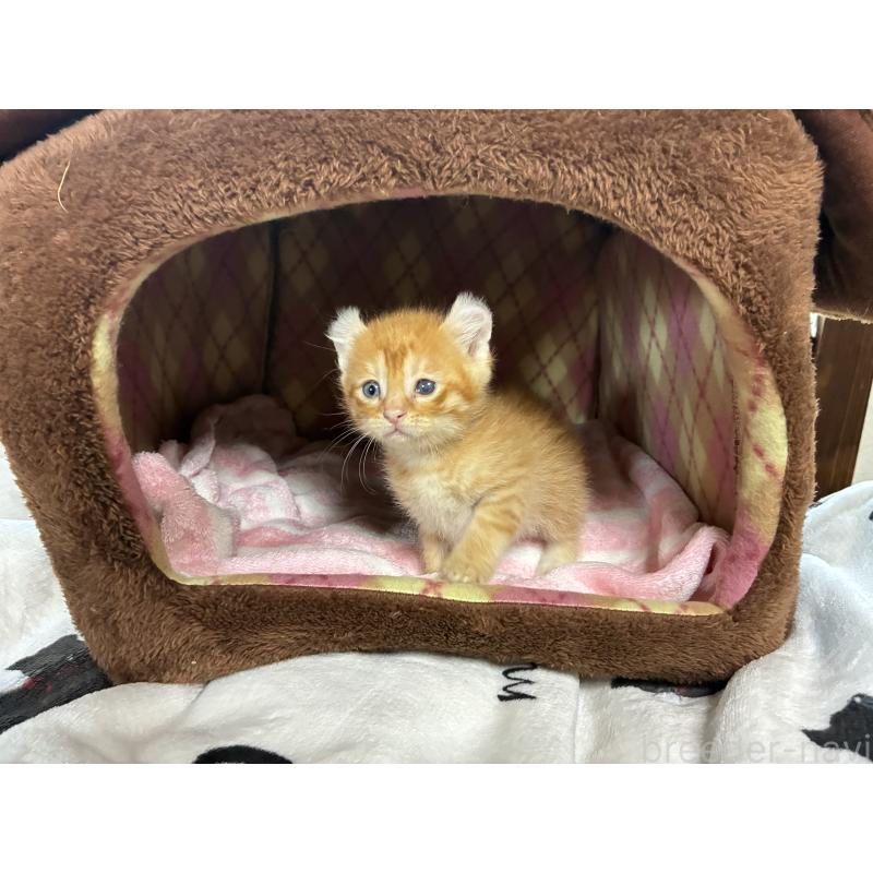 販売中の兵庫県のミックス-132702