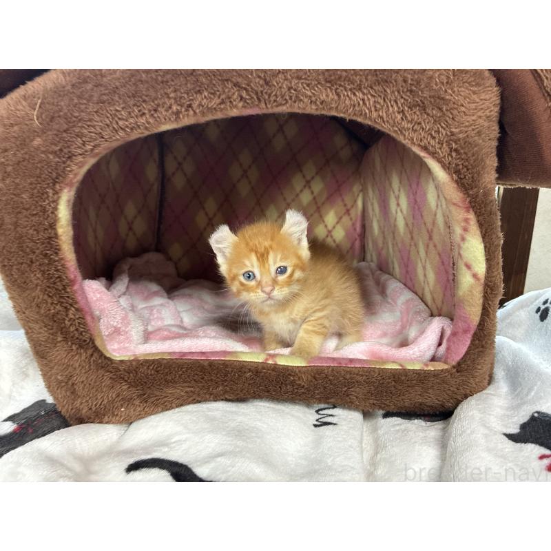 販売中の兵庫県のミックス-132702の2枚目