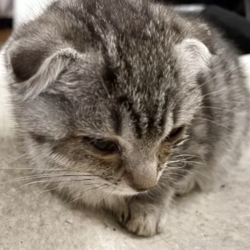 販売中の岡山県のミックス-132703の2枚目