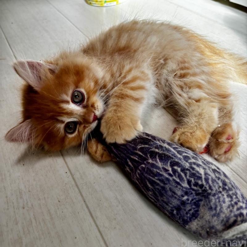 商談中の埼玉県のマンチカン-128136の7枚目