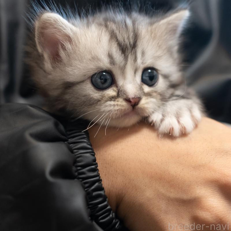 商談中の大阪府のサイベリアン-132031