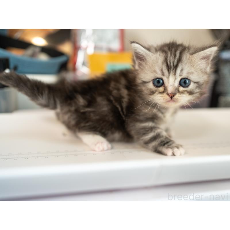 商談中の大阪府のサイベリアン-132031の1枚目