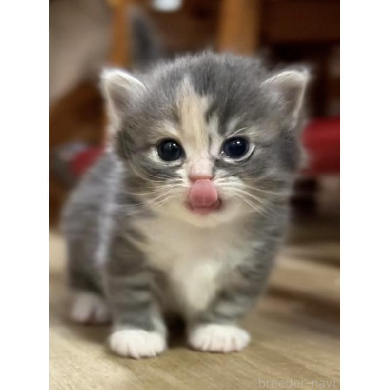 販売中の京都府のマンチカン(短足)-132704の6枚目