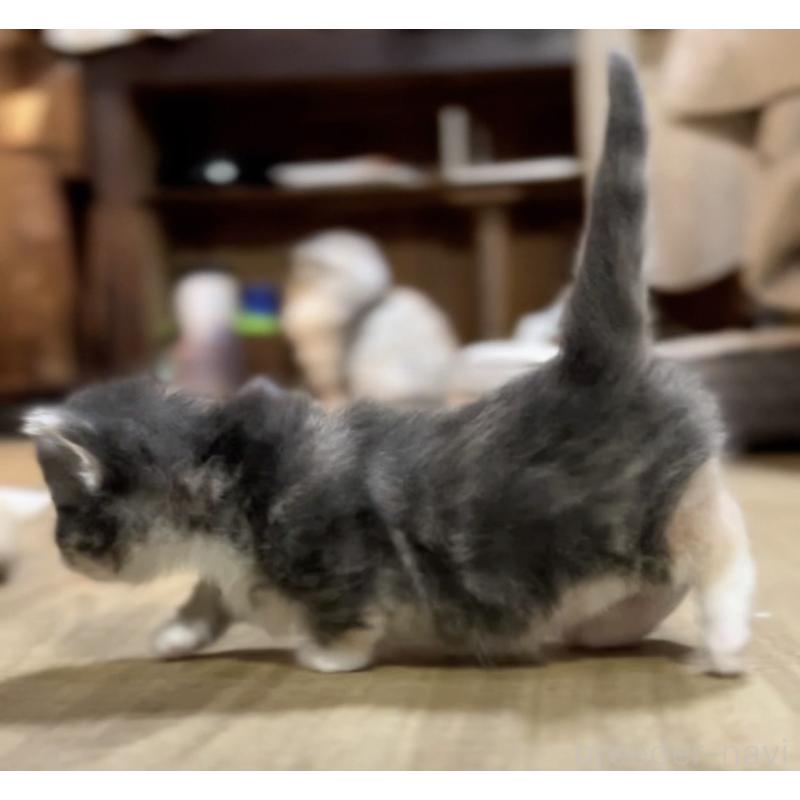 販売中の京都府のマンチカン(短足)-132704の5枚目