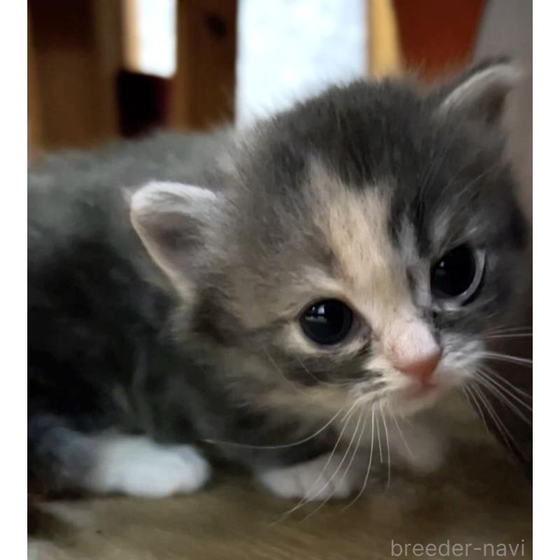 販売中の京都府のマンチカン(短足)-132704の4枚目