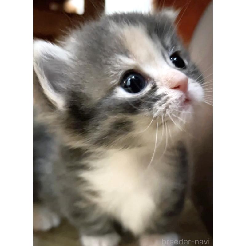 販売中の京都府のマンチカン(短足)-132704の3枚目