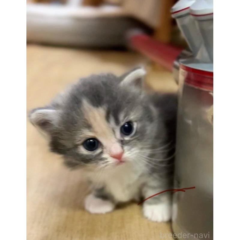 販売中の京都府のマンチカン(短足)-132704の2枚目