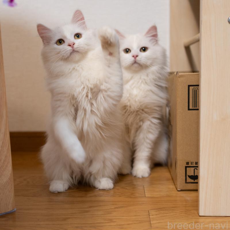 販売中の大阪府のサイベリアン-130402の5枚目