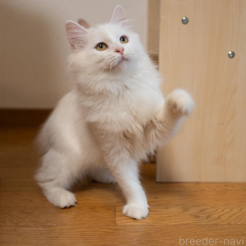 販売中の大阪府のサイベリアン-130402の4枚目