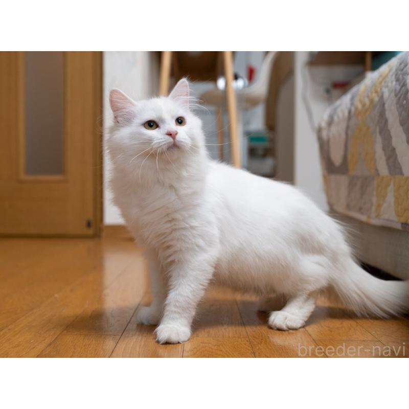 販売中の大阪府のサイベリアン-130402の3枚目