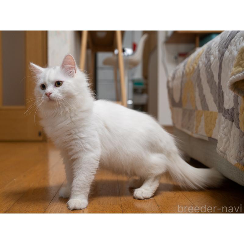 販売中の大阪府のサイベリアン-130402の2枚目